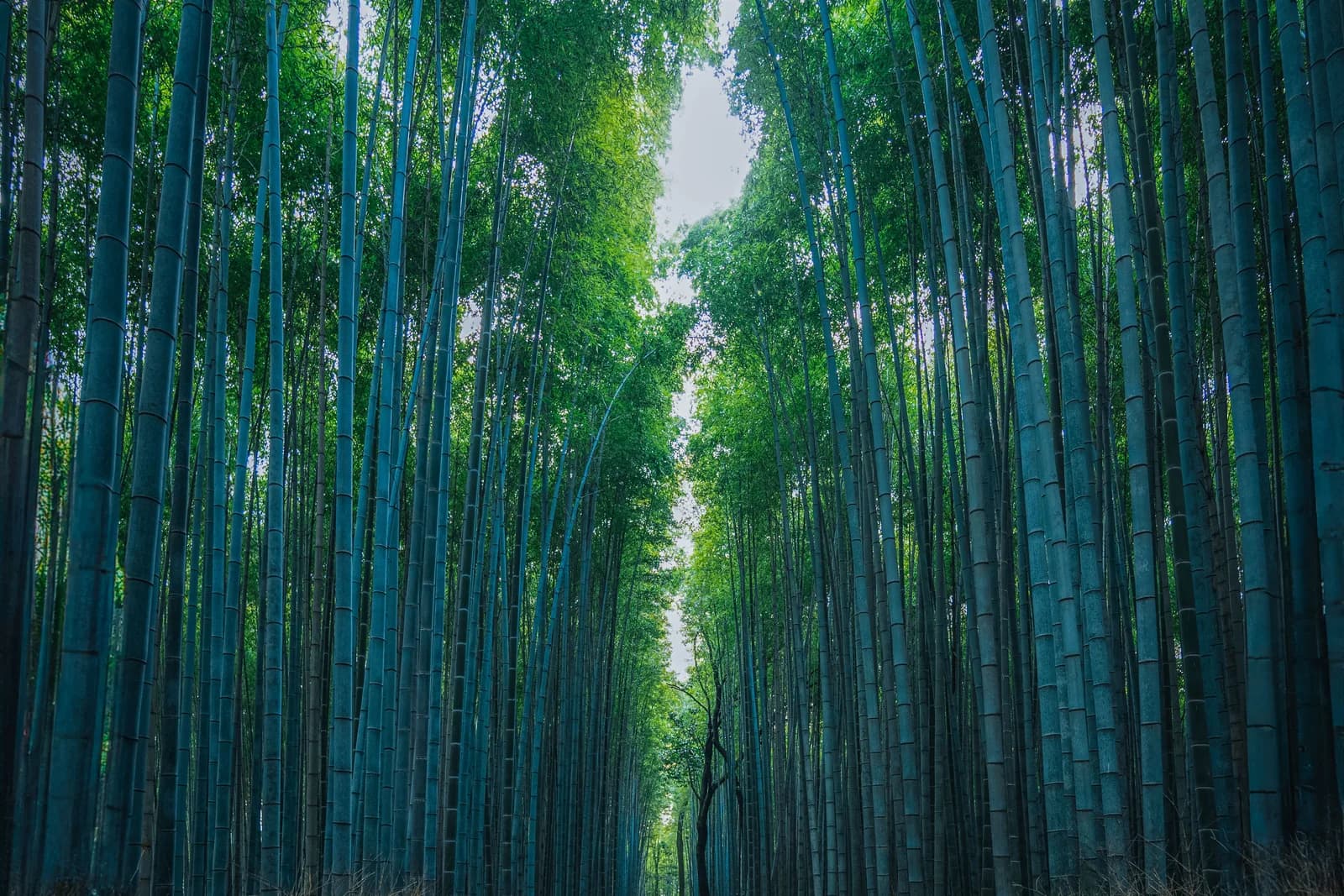 Caminho cercado por bambus altos na floresta de Arashiyama em Kyoto